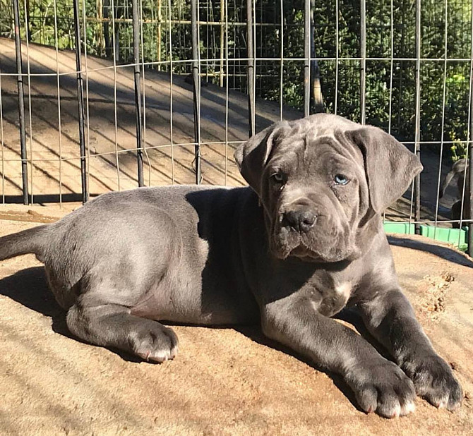 Cane Corso Puppies For adoption Цюрих - изображение 1