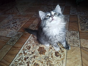 Віддам кошеня Корсунь-Шевченківський