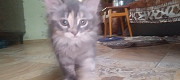 Віддам кошеня Корсунь-Шевченковский