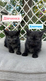 Віддам в добрі руки кошенят Київ