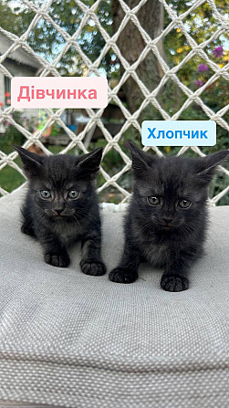 Віддам в добрі руки кошенят Киев - изображение 1