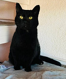 Саймон із блискучими янтарними очима from Kiev