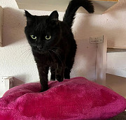 Чарівна сніжинка - Сніжка з м. Київ