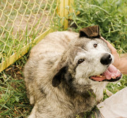 Лілія - квіточка для тебе! з м. Київ