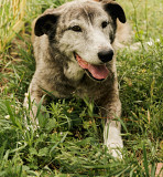Лілія - квіточка для тебе! з м. Київ