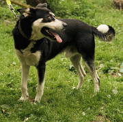Активний і розумний метис хаскі Джек з м. Київ