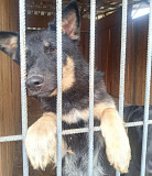 Австралійська вівчарка Мелана з м. Київ