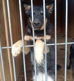 Австралійська вівчарка Мелана з м. Київ