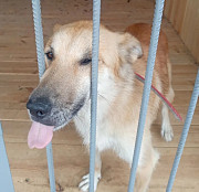 Ніжна дівчинка з великим серцем Пайпер з м. Київ