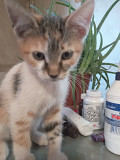 Котята в добрые руки из г.Донецк