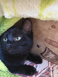 Отдам чёрных котят в хорошие руки! Одеса