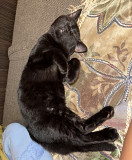 Отдам чёрных котят в хорошие руки! Одеса