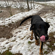 Непосидючий дослідник Норіс з м. Київ