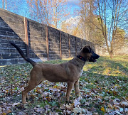 Активна та впевнена в собі Хурма з м. Київ