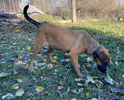 Активна та впевнена в собі Хурма з м. Київ