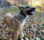 Грайлива і дуже позитивна Белла з м. Київ