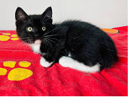 Дуже гарний Нео from Kiev