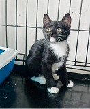 Дуже гарний Нео from Kiev