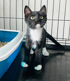 Дуже гарний Нео from Kiev