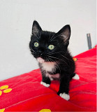 Дуже гарний Нео from Kiev