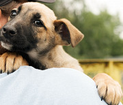 Молоденький і грайливий Кент з м. Київ
