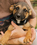 Активний і грайливий Курт з м. Київ