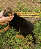 Активний і грайливий Курт з м. Київ