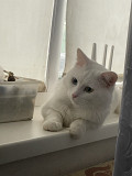 Отдам кота в хорошие руки Київ