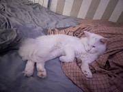 Отдам кота в хорошие руки Kiev