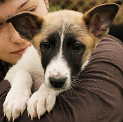 Грайливий і гарний триколор Кай з м. Київ