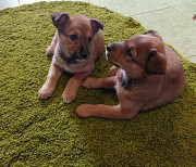 Віддам прекрасних цуценят рижого окрасу з м. Васильків