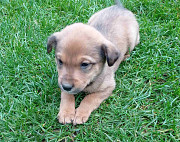 Віддам прекрасних цуценят рижого окрасу з м. Васильків