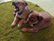 Віддам прекрасних цуценят рижого окрасу з м. Васильків