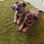 Віддам прекрасних цуценят рижого окрасу з м. Васильків