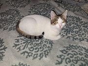 Віддам котика у добрі руки Kiev