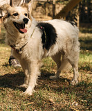 Гарна і дружелюбна Фоксі Київ