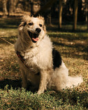 Гарна і дружелюбна Фоксі Kiev