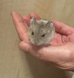 Small nice humsters to good hands! з м. Ришон-ле-Цион