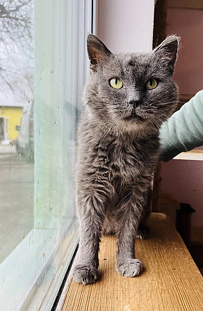 Гарний і чарівний котик Олег Київ - зображення 1
