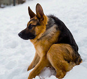 Віддам даром сутулу собаку from Kiev
