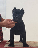 9 weeks cane corso for adoption Khel'sinki