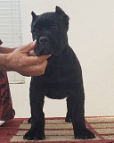 9 weeks cane corso for adoption Khel'sinki