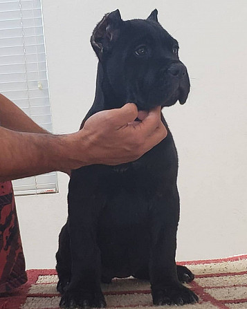 9 weeks cane corso for adoption Khel'sinki - изображение 1
