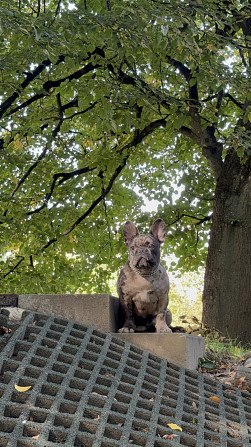 Hallo zusammen, eine französische Bulldogge Арау - изображение 1