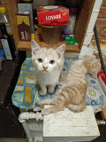 Віддам котиків в добрі руки Kiev
