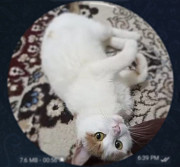 Mushugimiz yo'qoldi! Tashkent