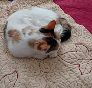 Mushugimiz yo'qoldi! Ташкент