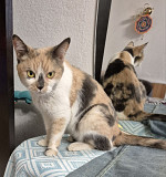 Дім для триколірної киці Дніпро