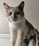 Дім для триколірної киці Дніпро