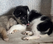 3 дівчинки цуценя шукають родину ❤️‍ з м. Київ